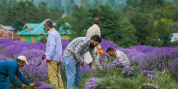 ڈاکٹرجتیندر ۶جون کو بھدرواہ میں لیونڈر فیسٹیول کا افتتاح کریں گے