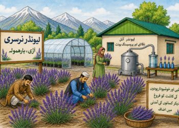   اُوڑی میں لیونڈر کی دو نرسریاں قائم‘کسانوں کی آمدنی بڑھانے کی سمت اہم قدم