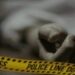 بارہمولہ میں بی ایس ایف اہلکار گولی لگنے سے مردہ پائے گئے