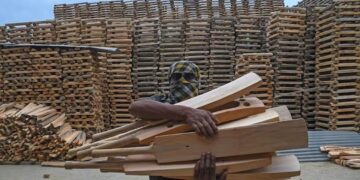 معدوم ہوتی کشمیری بید سے وادی کی کرکٹ بیٹ صنعت کے مستقبل پر سوالیہ نشان