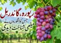  گاندربل ریپورہ:وسطی شمیر کا وہ گاؤں جہاں انگور نئی آمدنی اور فصل بن گئے