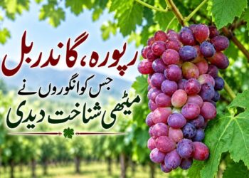  گاندربل ریپورہ:وسطی شمیر کا وہ گاؤں جہاں انگور نئی آمدنی اور فصل بن گئے