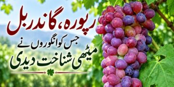  گاندربل ریپورہ:وسطی شمیر کا وہ گاؤں جہاں انگور نئی آمدنی اور فصل بن گئے