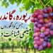  گاندربل ریپورہ:وسطی شمیر کا وہ گاؤں جہاں انگور نئی آمدنی اور فصل بن گئے