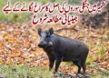 کشمیر میں دوبارہ نمودار ہونے والے جنگلی سوروں کی اصل کا سراغ لگانے کے لیے جینیاتی مطالعہ شروع