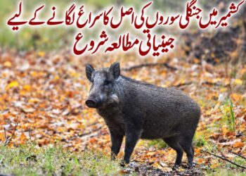 کشمیر میں دوبارہ نمودار ہونے والے جنگلی سوروں کی اصل کا سراغ لگانے کے لیے جینیاتی مطالعہ شروع