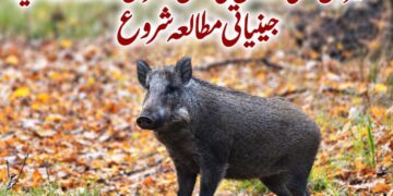 کشمیر میں دوبارہ نمودار ہونے والے جنگلی سوروں کی اصل کا سراغ لگانے کے لیے جینیاتی مطالعہ شروع