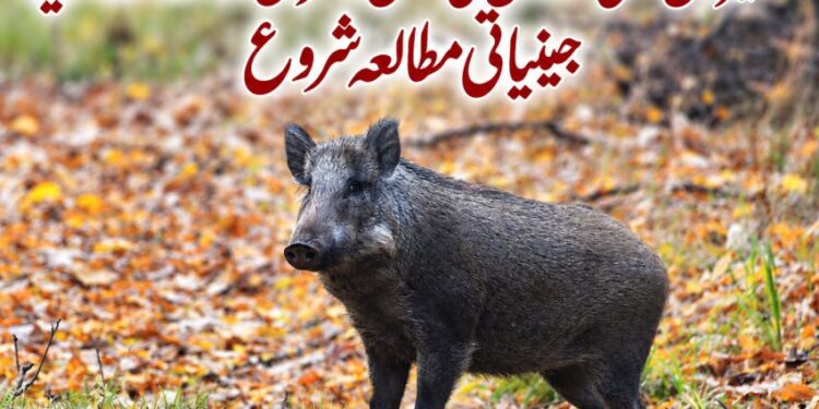 کشمیر میں دوبارہ نمودار ہونے والے جنگلی سوروں کی اصل کا سراغ لگانے کے لیے جینیاتی مطالعہ شروع