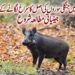 کشمیر میں دوبارہ نمودار ہونے والے جنگلی سوروں کی اصل کا سراغ لگانے کے لیے جینیاتی مطالعہ شروع