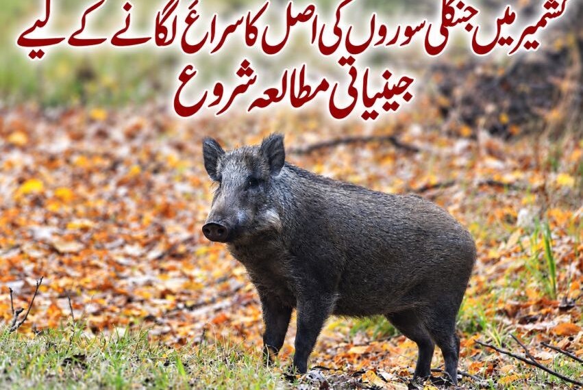 کشمیر میں دوبارہ نمودار ہونے والے جنگلی سوروں کی اصل کا سراغ لگانے کے لیے جینیاتی مطالعہ شروع