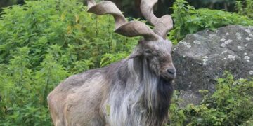 کشمیر میں نایاب مارخور کی تعداد میں اضافہ، تازہ سروے میں حوصلہ افزا انکشاف